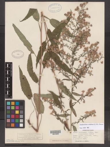 Symphyotrichum cordifolium