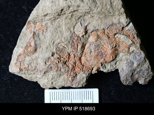 Macrocystella sp.