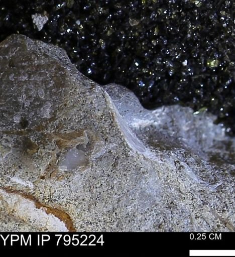 undet. Bivalvia
