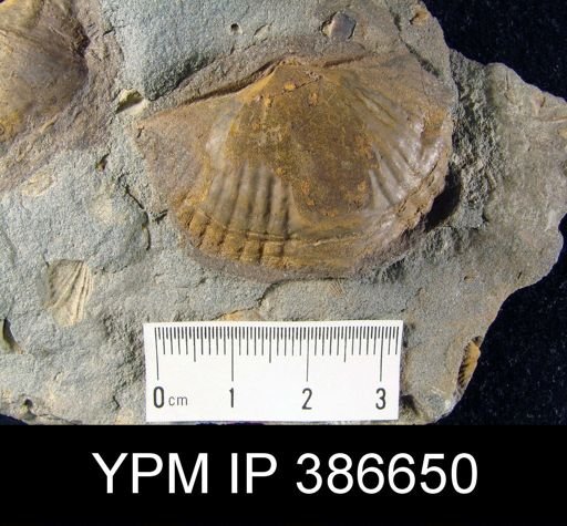 Platyrachella sp.