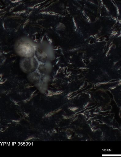 undet. Foraminiferida