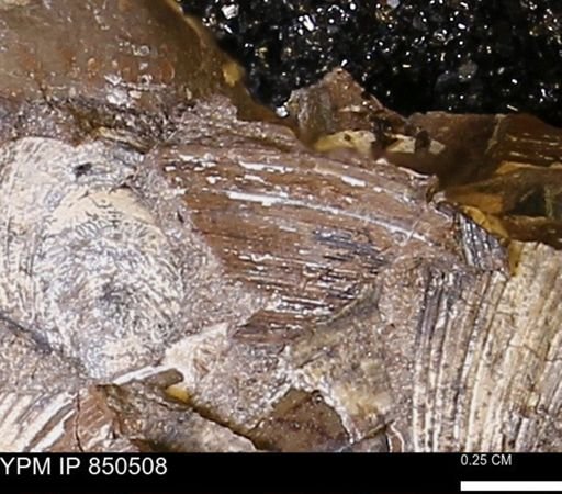 Limopsis striatopunctatus