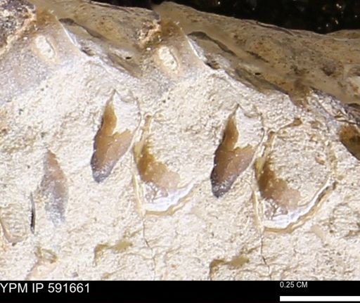 Serpulidae