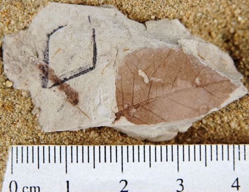 Koelreuteria bipinnatoides