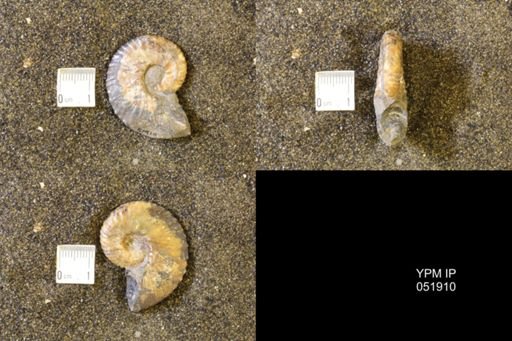 Hoploscaphites comprimus
