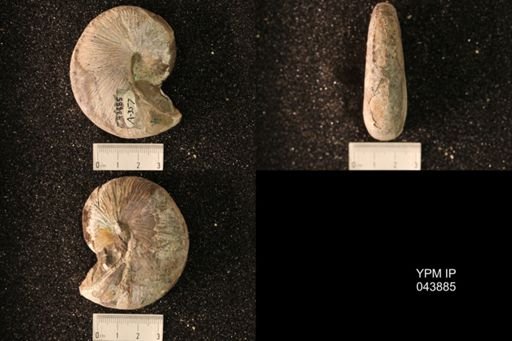 Hoploscaphites nicolletii