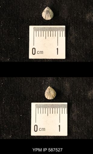 Camarotoechia whitei
