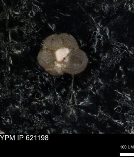 undet. Rugoglobigerinidae