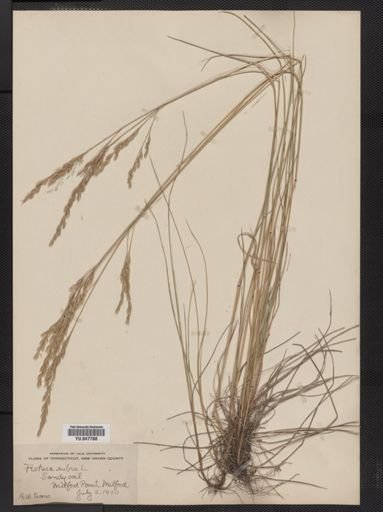 Festuca rubra
