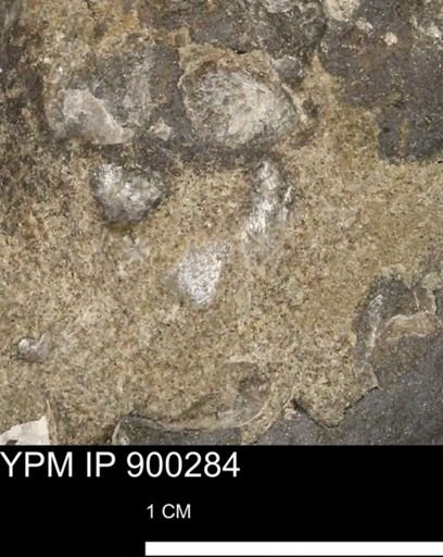 Anomia gryphorhyncha