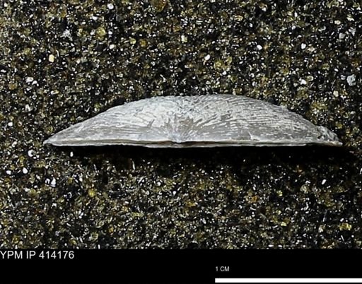 Devonochonetes mucronatus?