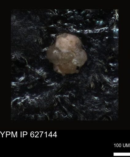 undet. Foraminiferida