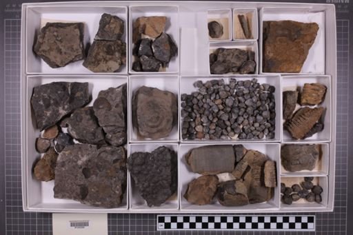 mixed taxa, stratigraphic collection