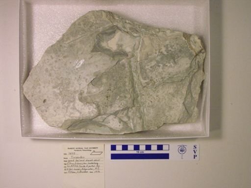 Turseodus sp.