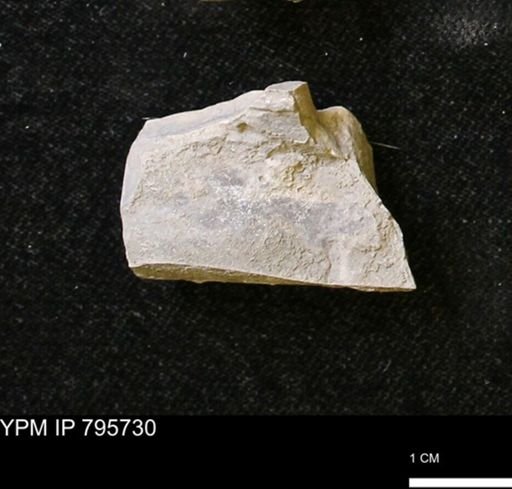 Baculites sp.