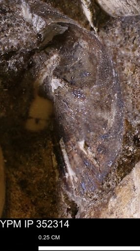 undet. Bivalvia