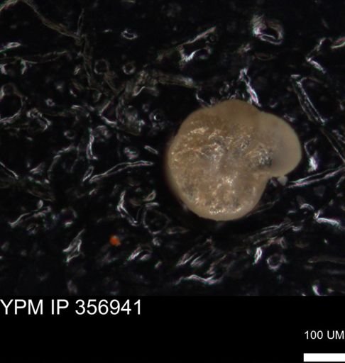 undet. Foraminiferida