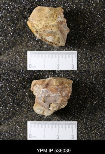 Tulotoma thompsoni