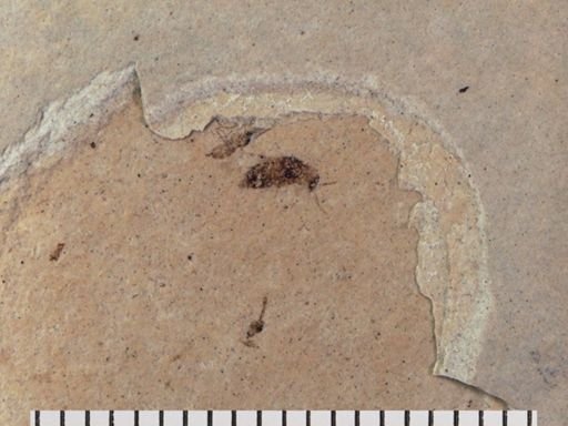Staphylinidae