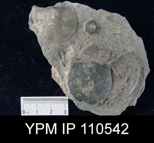 Strophomena anticostiensis
