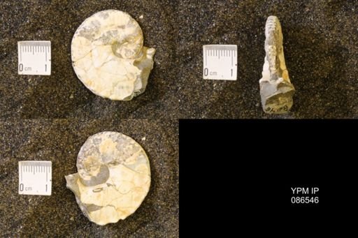 Hoploscaphites birkelundi