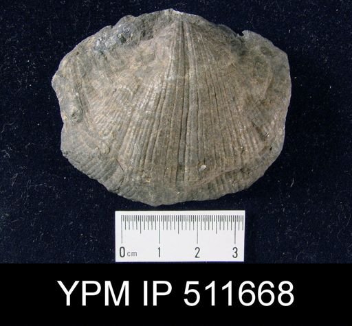 Spirifer aff. cinctus