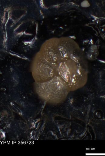 undet. Foraminiferida