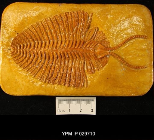 Triarthrus becki