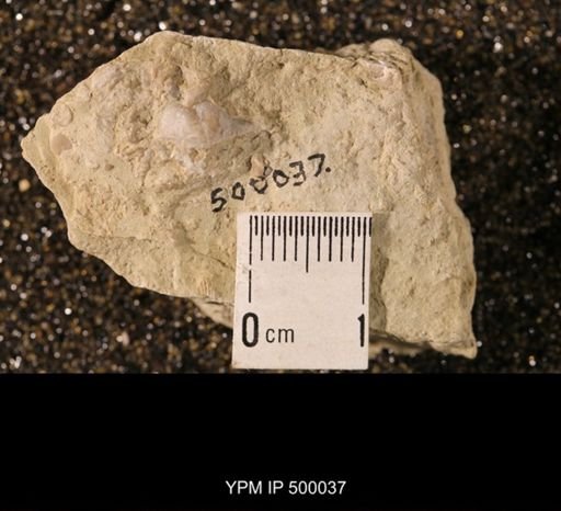 Chonetina flemingi