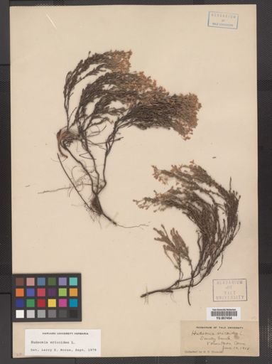 Hudsonia ericoides