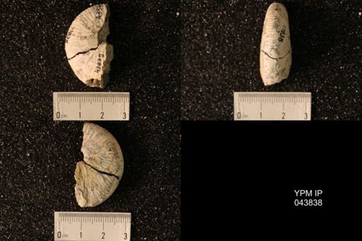 Hoploscaphites nicolletii
