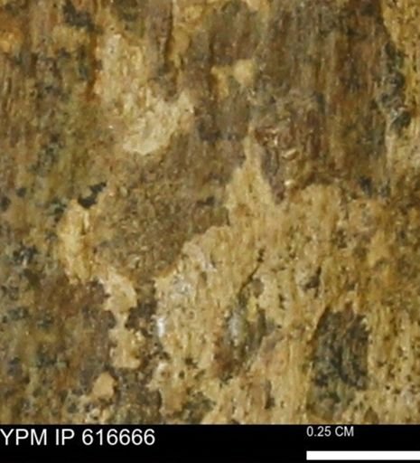 Teredo sp.