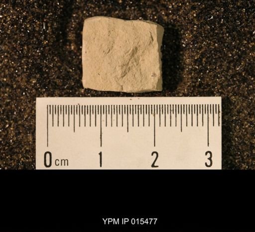 Palaeomanteidae