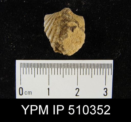 undet. Delthyridoidea