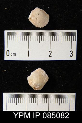 Uncinulus hebe