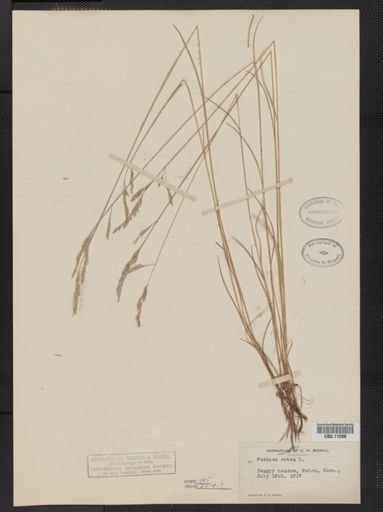 Festuca rubra