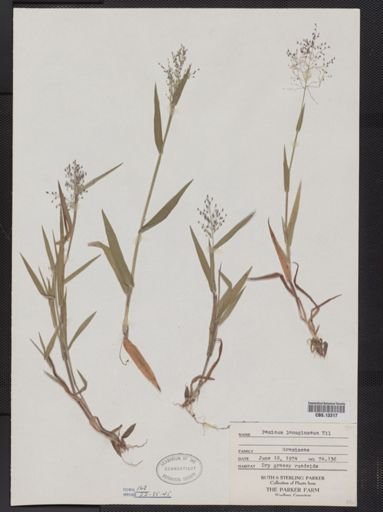 Panicum lanuginosum