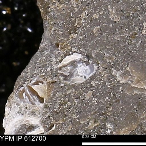 undet. Bivalvia
