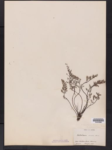 Notholaena