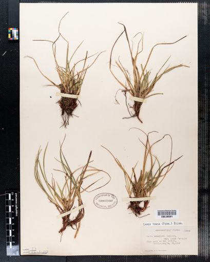 Carex tonsa