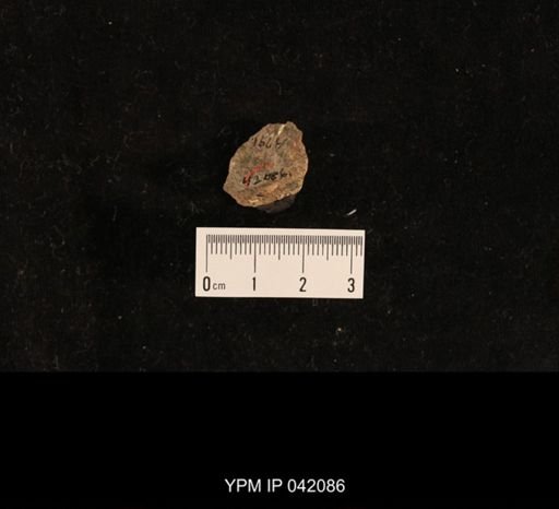 undet. Coleoptera