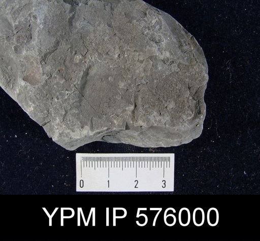 undet. Brachiopoda