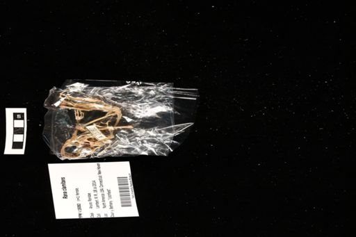 Rana clamitans