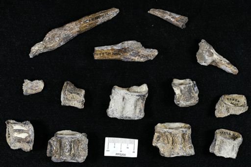 Ichthyodectes sp.