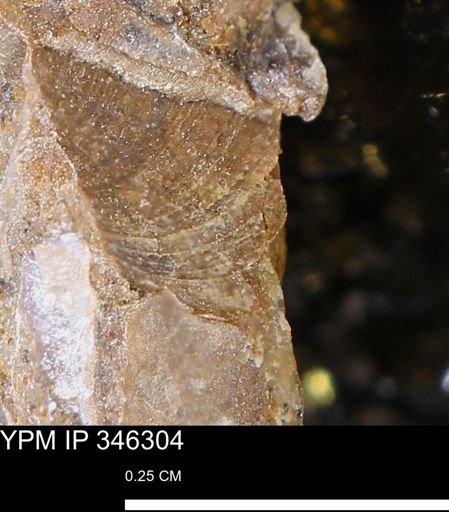 Limopsis striatopunctatus