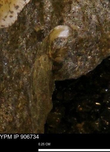 undet. Mollusca