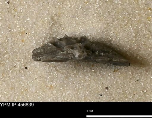 Stropheodonta sp.