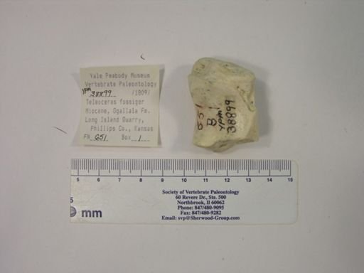 Teleoceras fossiger