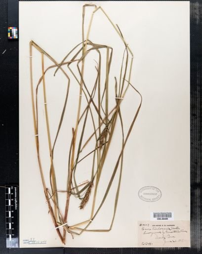 Carex trichocarpa