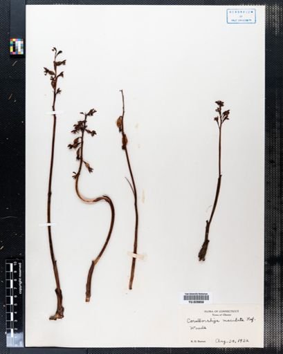 Corallorhiza maculata